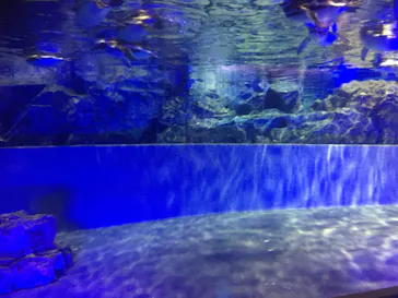 すみだ水族館に投稿された画像（2020/10/31）