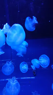 すみだ水族館に投稿された画像（2020/10/31）