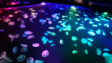 すみだ水族館に投稿された画像（2020/10/31）