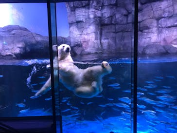 横浜・八景島シーパラダイスに投稿された画像（2020/10/31）