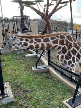 旭川市旭山動物園に投稿された画像（2020/10/31）