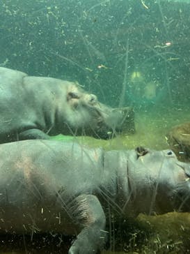 旭川市旭山動物園に投稿された画像（2020/10/31）