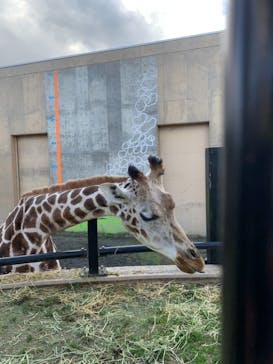 旭川市旭山動物園に投稿された画像（2020/10/31）