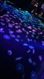 すみだ水族館に投稿された画像（2020/10/31）