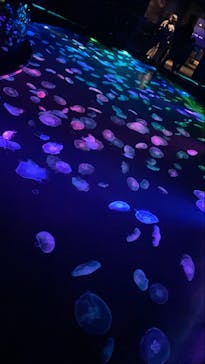 すみだ水族館に投稿された画像（2020/10/31）