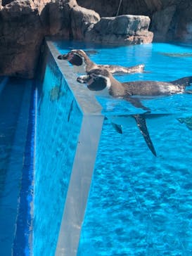 鳥羽水族館に投稿された画像（2020/10/31）