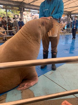 鳥羽水族館に投稿された画像（2020/10/31）
