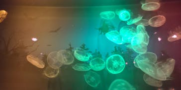 すみだ水族館に投稿された画像（2020/10/31）