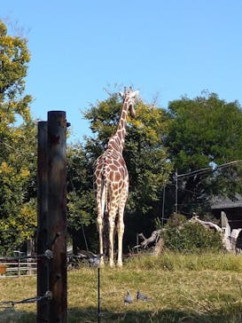 天王寺動物園に投稿された画像（2020/10/31）