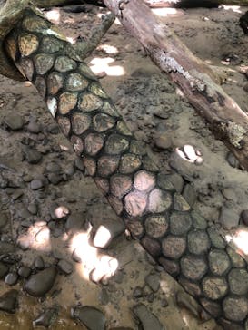 西表島 ADVENTURE PiPi（アドベンチャーピピ）に投稿された画像（2020/10/31）