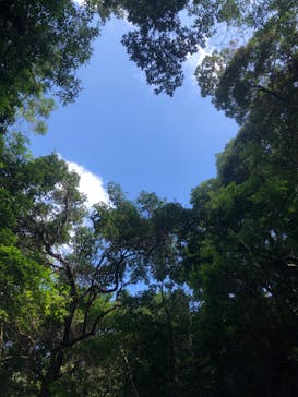 西表島 ADVENTURE PiPi（アドベンチャーピピ）に投稿された画像（2020/10/31）