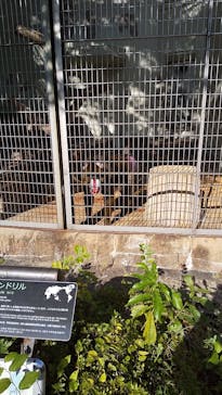 天王寺動物園に投稿された画像（2020/10/31）
