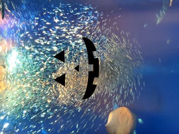 アクアワールド茨城県大洗水族館に投稿された画像（2020/10/31）