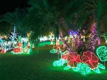 美らヤシパークオキナワ・東南植物楽園に投稿された画像（2020/10/31）