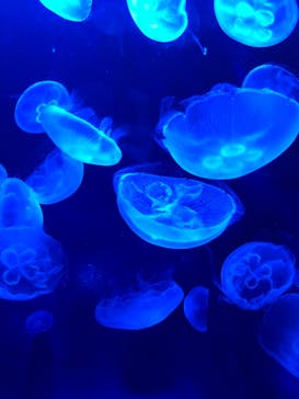 サンシャイン水族館に投稿された画像（2020/10/31）