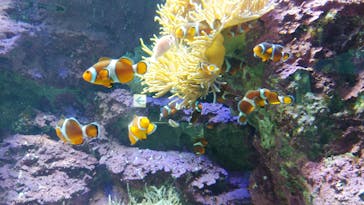 サンシャイン水族館に投稿された画像（2020/10/31）