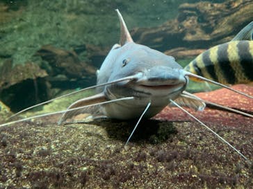 サンシャイン水族館に投稿された画像（2020/10/31）