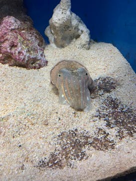 サンシャイン水族館に投稿された画像（2020/10/31）