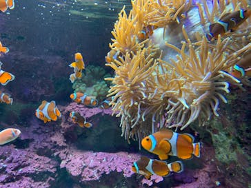 サンシャイン水族館に投稿された画像（2020/10/31）