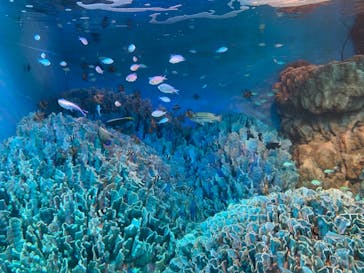サンシャイン水族館に投稿された画像（2020/10/31）
