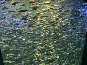 サンシャイン水族館に投稿された画像（2020/10/31）