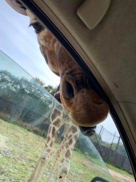 那須サファリパークに投稿された画像（2020/10/31）