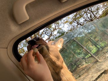 那須サファリパークに投稿された画像（2020/10/31）