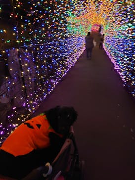 伊豆ぐらんぱる公園に投稿された画像（2020/11/1）