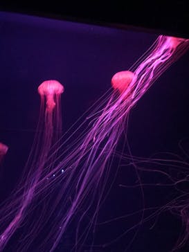 すみだ水族館に投稿された画像（2020/11/1）