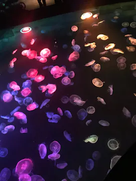 すみだ水族館に投稿された画像（2020/11/1）