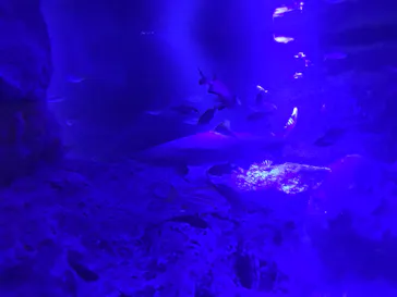 すみだ水族館に投稿された画像（2020/11/1）