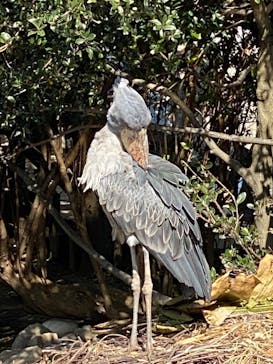 神戸どうぶつ王国に投稿された画像（2020/11/1）