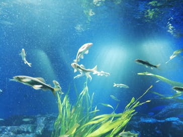 サンシャイン水族館に投稿された画像（2020/11/1）