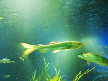 サンシャイン水族館に投稿された画像（2020/11/1）