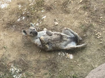 天王寺動物園に投稿された画像（2020/11/1）