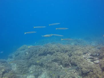 ダイブロックに投稿された画像（2020/11/1）