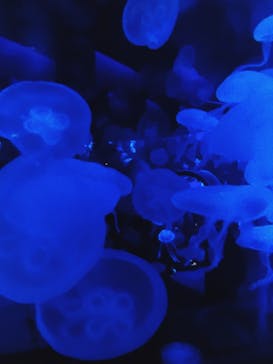 京都水族館に投稿された画像（2020/11/1）