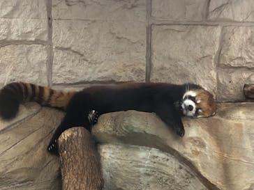 天王寺動物園に投稿された画像（2020/11/1）