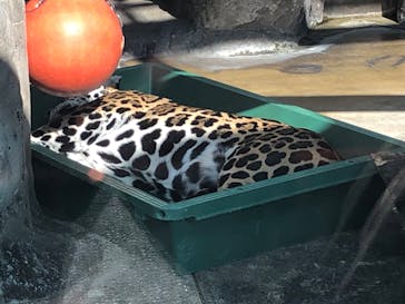 天王寺動物園に投稿された画像（2020/11/1）