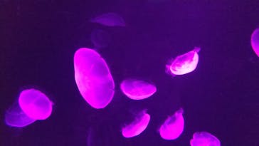 サンシャイン水族館に投稿された画像（2020/11/1）