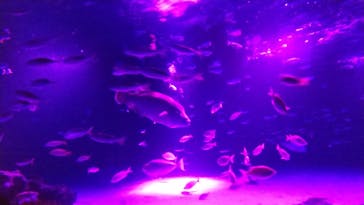 サンシャイン水族館に投稿された画像（2020/11/1）