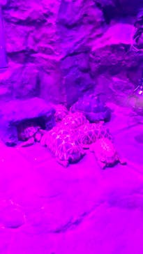 サンシャイン水族館に投稿された画像（2020/11/1）