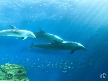 横浜・八景島シーパラダイスに投稿された画像（2020/11/1）