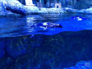 横浜・八景島シーパラダイスに投稿された画像（2020/11/1）