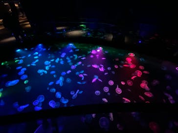 すみだ水族館に投稿された画像（2020/11/1）