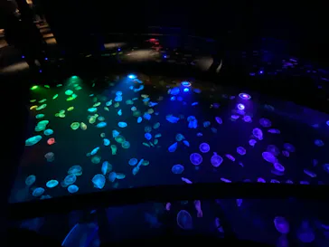 すみだ水族館に投稿された画像（2020/11/1）