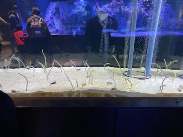 すみだ水族館に投稿された画像（2020/11/1）