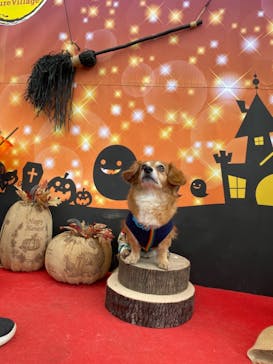 わんダフルネイチャーヴィレッジに投稿された画像（2020/11/1）