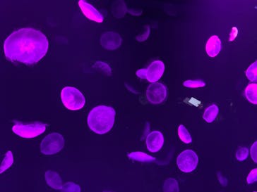 サンシャイン水族館に投稿された画像（2020/11/1）