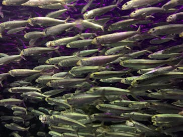 サンシャイン水族館に投稿された画像（2020/11/1）